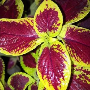 Meet your Posher, Gracie